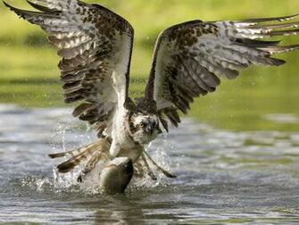 Wallpaper HD Desktop Online National Geographic