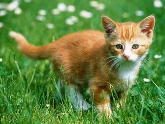 Kitten Wallpaper