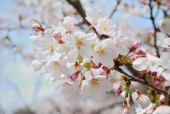 Sakura Flowers Wallpaper HD Topwallpaper