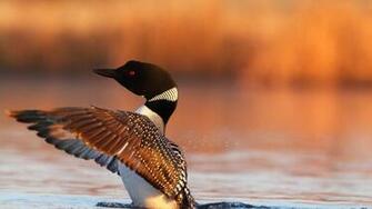 Loons HD Wallpaper Desktop Image