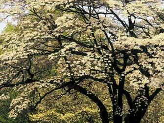 Hq Flowering Dogwood In Spring Kentucky Wallpaper