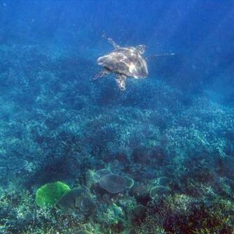 Sea Turtle Desktop Wallpaper Iskin Co Uk