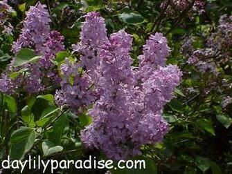 Purple Lilac Tree Shrub