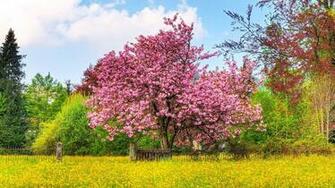 Spring Cherry Blossom Wallpaper High Definition