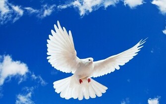 Dove Flying Wallpaper Pictures