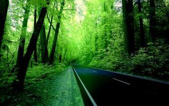 Green Forest Wallpaper HD Background Art In