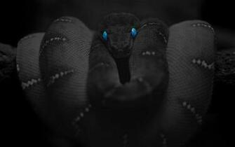 Snake Black HD Live Wallpaper Android Apps On Google Play