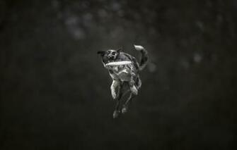 Wallpaper Jump Teeth Dog The Border Collie Frisbee