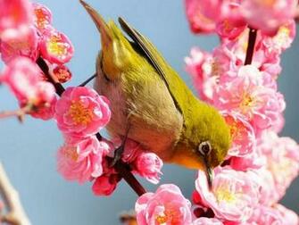 Flowers Birds Spring Season Wallpaper Nature HD High