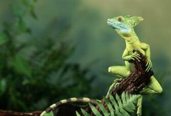 Lizard Nice Position Desktop Background HD
