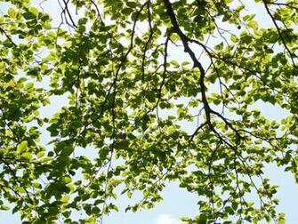 Tree Branches And Leaves Wallpaper