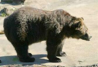 Kodiak Bear Pictures