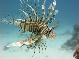 Lionfish Wallpaper
