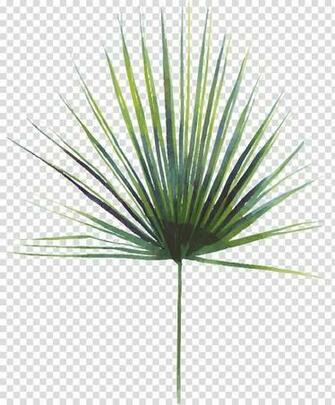 Asian Palmyra Palm Swiss Cheese Plant Leaf Saw Palmetto Extract
