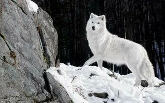 HD Wolf Wallpaper