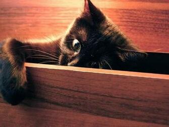 Peek A Boo Wallpaper