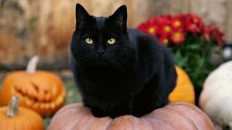 Cute Black Cats Wallpapercute Cat Desktop Background Lovely