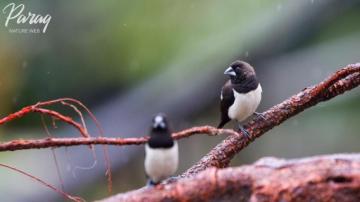 White Rumped Munia