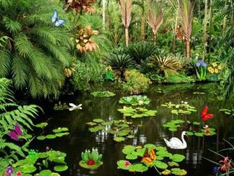 Butterflies Screensaver Ponds Fullscreensavers