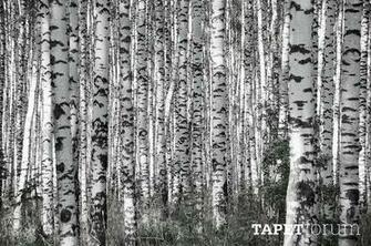 White Birch Wallpaper Churchsquare Kirketorvet