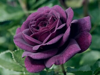 Purple Rose Wallpaper Jpg