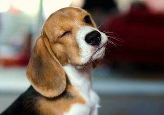 Dog Beagle Wallpaper