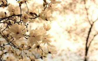 White Flowers Random Wallpaper