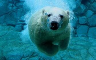Cool Animal Background Wallpaper HD Here
