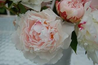 White Peonies Desktop Background Here Are Some More