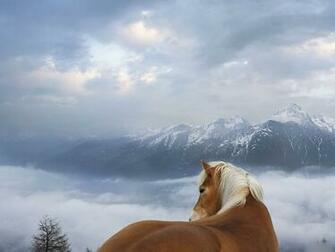 Brown Horse And Mountains Wallpaper Beautiful Horses