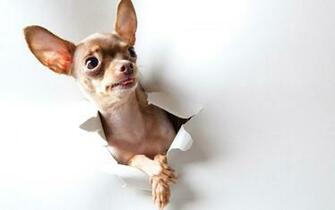 Really Cute Chihuahuas Puppies Chihuahua Puppy Screensavers