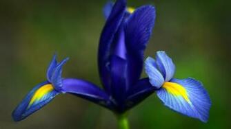 Iris Wallpaper