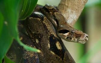 Anaconda HD Wallpaper