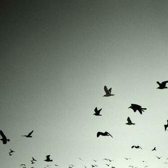 Flying Birds Black White iPad And Wallpaper