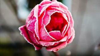 Pics Photos Flower Cover HD Wallpaper
