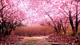 Pink Cherry Blossom Wallpaper