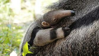 Baby Anteater Wallpaper Animals