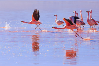 Cool Flamingo Wallpaper For 1080p