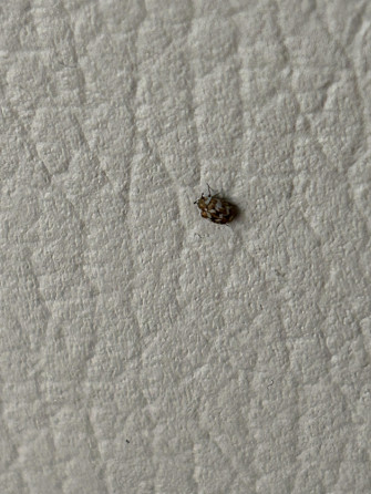 Is This A Carpet Beetle Wallpaper