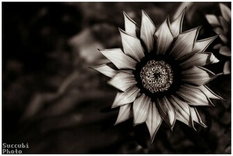 Dark Flower Wallpaper Pictures Photos And Background