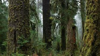 Pacific Northwest Wallpaper
