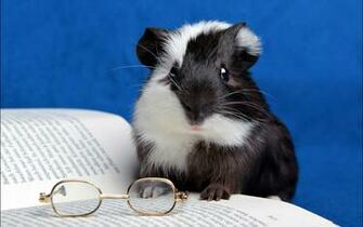 Guinea Pig Computer Wallpaper Desktop Background