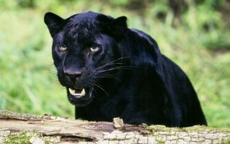 Angry Black Panther Photos HD Wallpaper Image Pictures