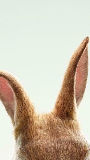 Wallpaper Peter Rabbit HD Movies
