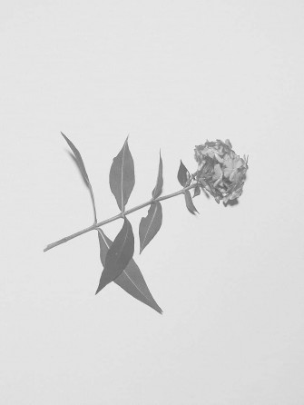 Minimalist Flower Aesthetic Wallpaper