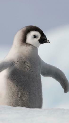 Baby Penguin Wallpaper