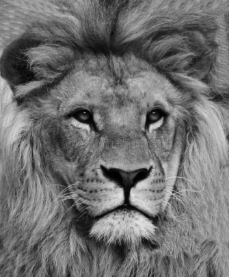 Black And White Lion Wallpaper
