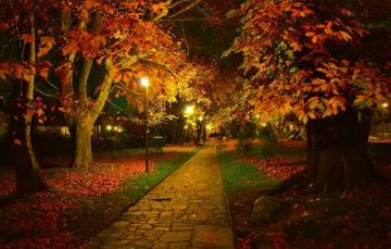 Wallpaper Night Autumn Trees Lights Park Fall Foliage Track