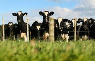 Dairy Cows