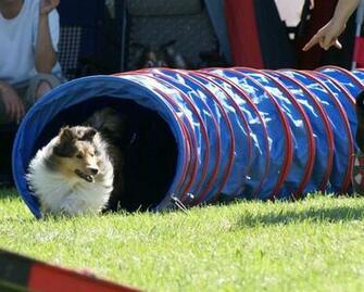 Shetland Sheepdog Wallpaper